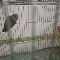 طوطی برزیلی ۵ عدد|پرنده|ارومیه, |دیوار