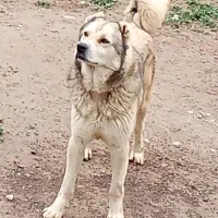 واگذاری سگ نگهبان