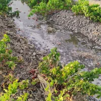 باغ انگور شورین|فروش خانه و ویلا|همدان, |دیوار