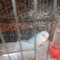 یک عدد طوطی برزیلی رنگ خواص|پرنده|گرمسار, |دیوار