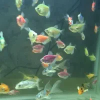 ماهی کالرویدئو