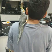 دو عروس هلندی نر سخنگو