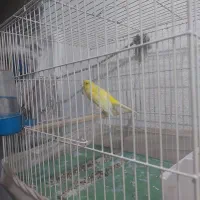 قناری نرو ماده آماده جفت