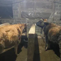 دوعدد تلیسه(لیشه)|حیوانات مزرعه|رشت, سلیمانداراب|دیوار