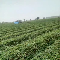 نهال سابرینا|گل و گیاه طبیعی|خان ببین, |دیوار