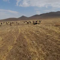 پشم گوسفند