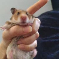 همستر دستی با نمک