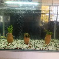 اکواریوم با وسایل|ماهی|سپیدان, |دیوار