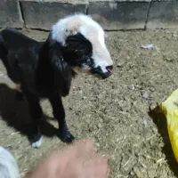 بره نر شیری  زیر میشی 1 روزه