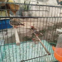 ۵عدد فنچ کینگ باهم|پرنده|بندرعباس, |دیوار