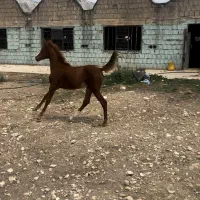 کره مادیون درشوری دنیای خون دمگیر