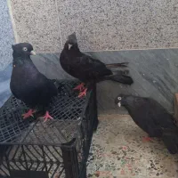 ۳عددآبادانی ۱نرو۲ماده|پرنده|اهواز, پردیس|دیوار