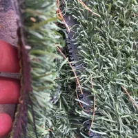 چمن مصنوعی|مصالح و تجهیزات ساختمان|اصفهان, راه آهن|دیوار