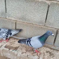 پلاکی|پرنده|شیراز, زرهی|دیوار