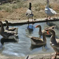 تعداد ۱۵ عدد غاز خانگی درشت