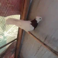 یک جفت کبوتر طوقی سرخ|پرنده|مشهد, تربیت (صدف)|دیوار