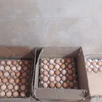 تخم مرغ گلپایگانی