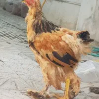 جوجه خروس برهما بوف نایاب ۳ ماهه