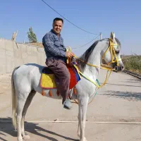 اسب عرب مصری چک معتبر