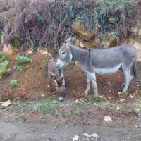 الاغ ماده همراه با بچه نر . (خر. اسب . قاطر|حیوانات مزرعه|لاهیجان, انقلاب|دیوار