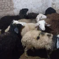 بره نر|حیوانات مزرعه|بهارستان, |دیوار