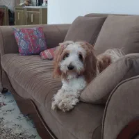 سگ شیتزو پامر