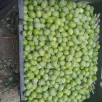 فروش زیتون سبز