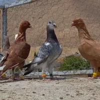 فروش کبوتر جوجه پلاکی