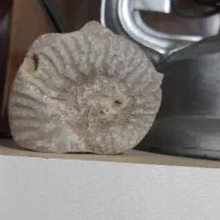 فسیل حلزون بسیار قدیمی