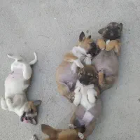 واگذاری توله اشپیدز