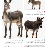 سلام سه تا الاغ