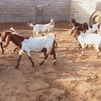 اهواز
