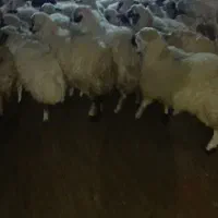 بره ماده پروار