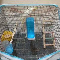 عروس هلندی ماده