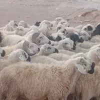 گوسفند داشت میش  بز قوچ|حیوانات مزرعه|اقلید, |دیوار