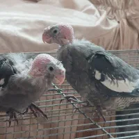 جوجه ۳۵ روزه سینامون