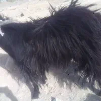 بزغاله نره وطنی