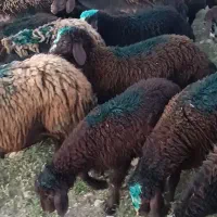 34راس میش قزل افشار درجه یک .شیشک گوسفند قوچ