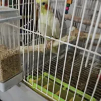 عروس هلندی