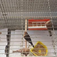 جوجه قناری ۴ماهه ازنژاددارچینی آگات