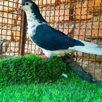 ۴عددنرقلدور