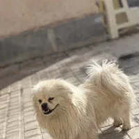 سگ پیکینیز نر