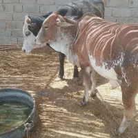 گوساله نر