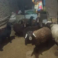 بره ماده با دوتا گوسفند ابستن