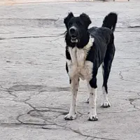 لاسه قدریجونی