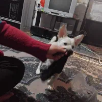 سگ پامر خرسی اشپیز