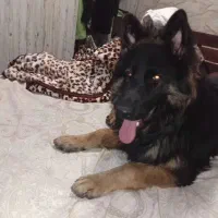 گمشده ژرمن شولاین بلک فیس