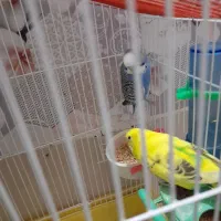 جفت عروس هلندی باقفس|پرنده|محمدشهر, کوی بهار|دیوار