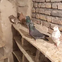 کبوتر پرشی|پرنده|خوی, |دیوار