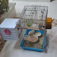 بک جفت پرنده عروس هلندی